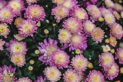 选择聚焦摄影的粉红色花瓣的花朵
